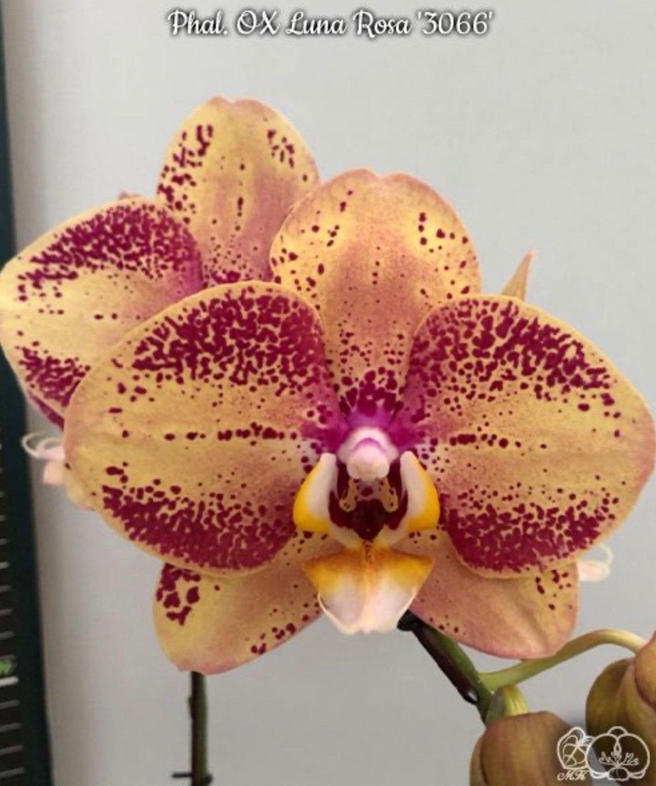 Phalaenopsis OX Luna Rosa ‘3066’ [N SPIKE!]