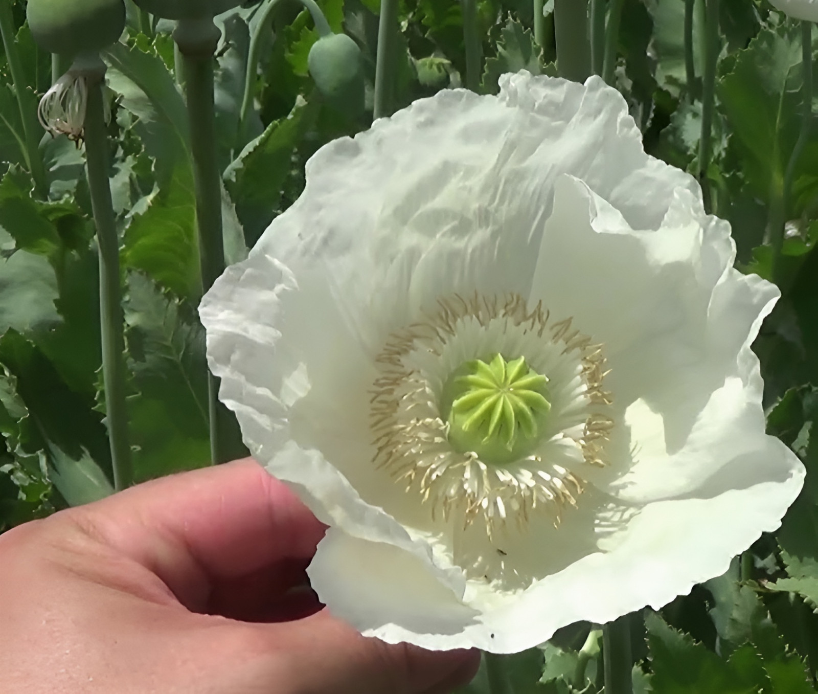 3,000 – 1 Gram Peshawar White Poppy Seeds – P. Somniferum – Giant & Solid White