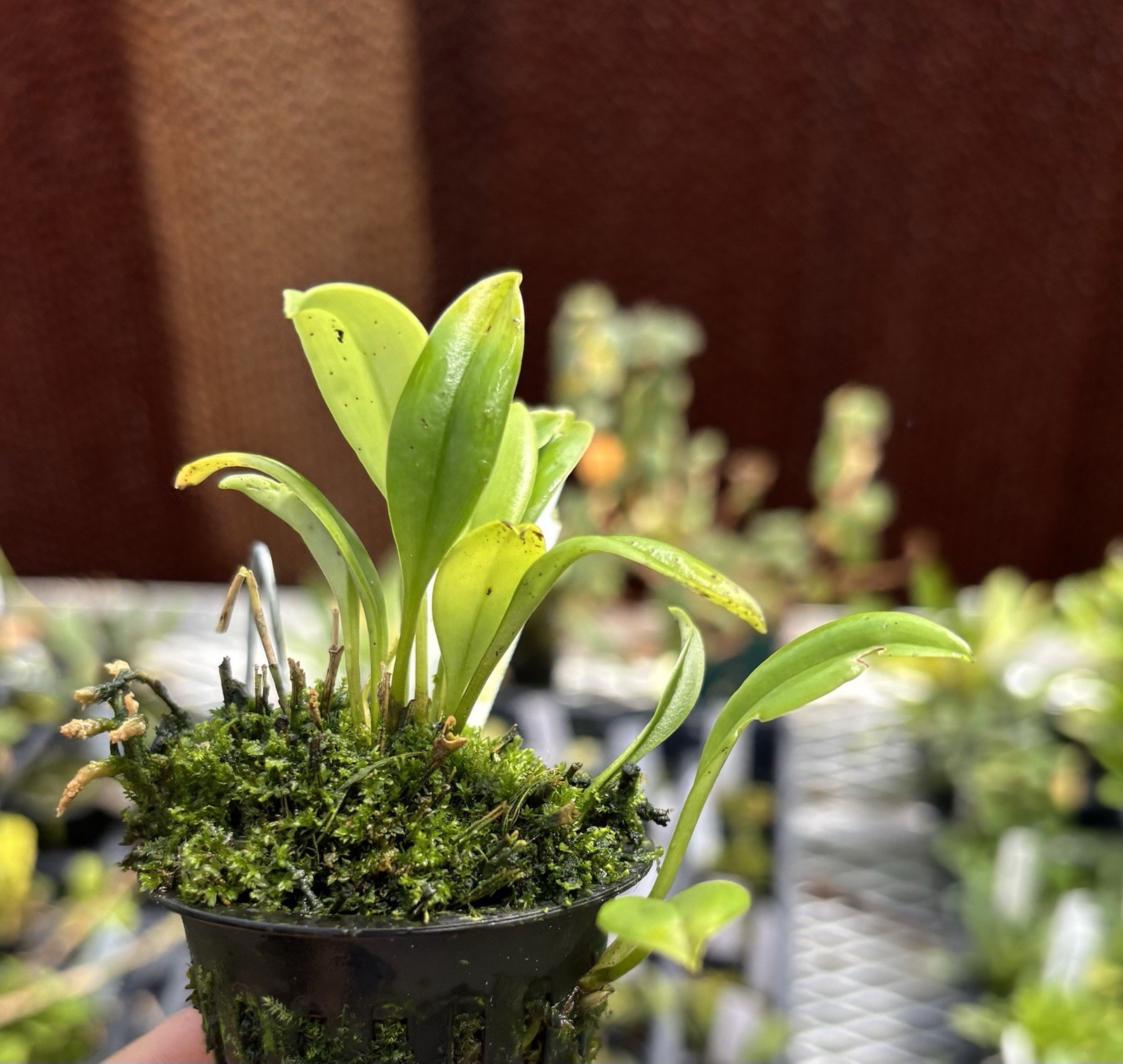 Masdevallia hirtzii Intermediate Growing Miniature Orchid Species