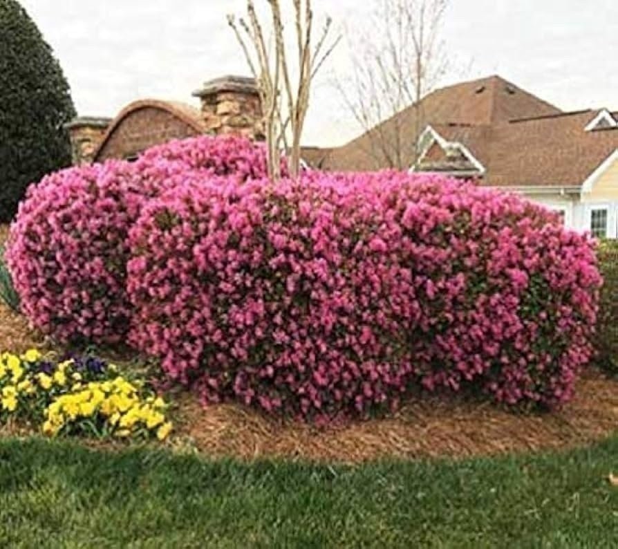 Loropetalum Ruby Compact | 3 Gallon | Loropetalum chinense | Low Maintenance