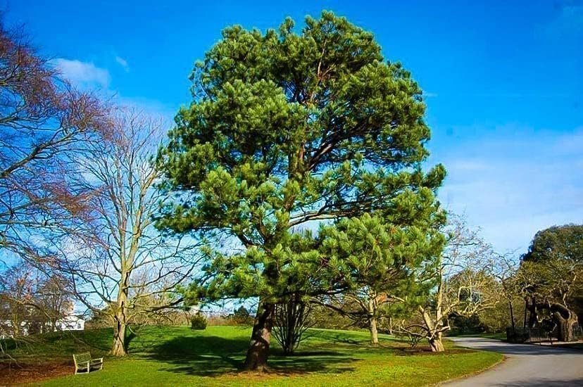 Loblolly Pine Tree Plants | Live Seedlings | Pinus Taeda | Fast-Growing Trees