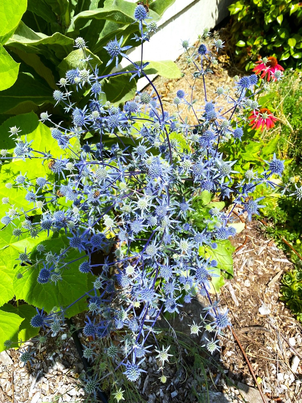 Sea Holly Seeds | Blue Thistle Eryngium Eryngo Flower Seed 2024 Fast Shipping