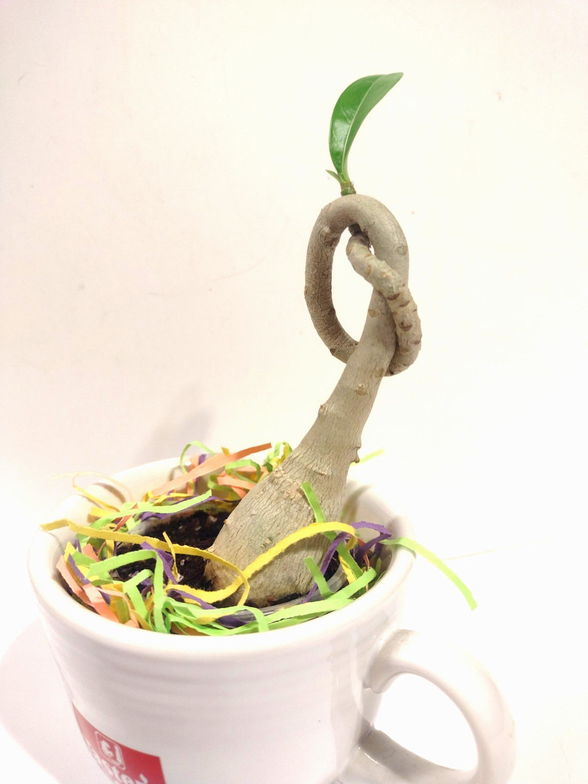 Desert Rose Live Plant