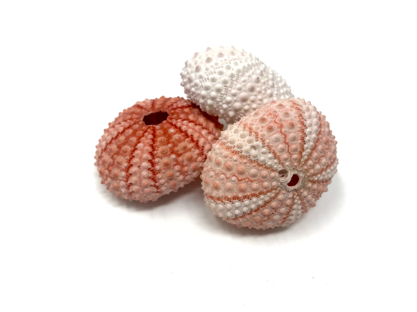 Pink/White Sea Urchin Shell + Air Plant