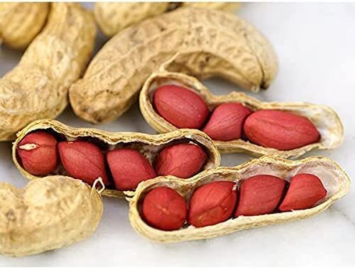 Tennessee Red Peanut Seeds, 20 Peanut Seeds Per Packet (10 Shells), Non GMO Seed