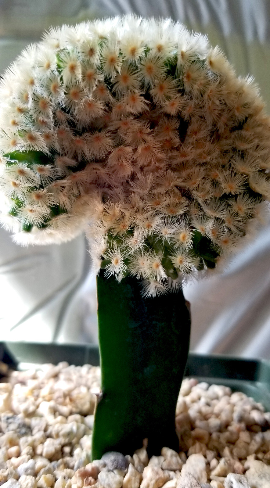 Robust, Gorgeous Mammillaria Carmanae Crest – a Must Have in any Collection