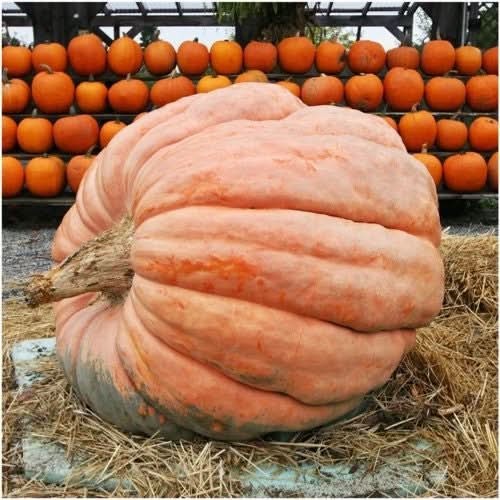Spooky Mixture Pumpkin Seeds For Planting (Cucurbita pepo / maxima)