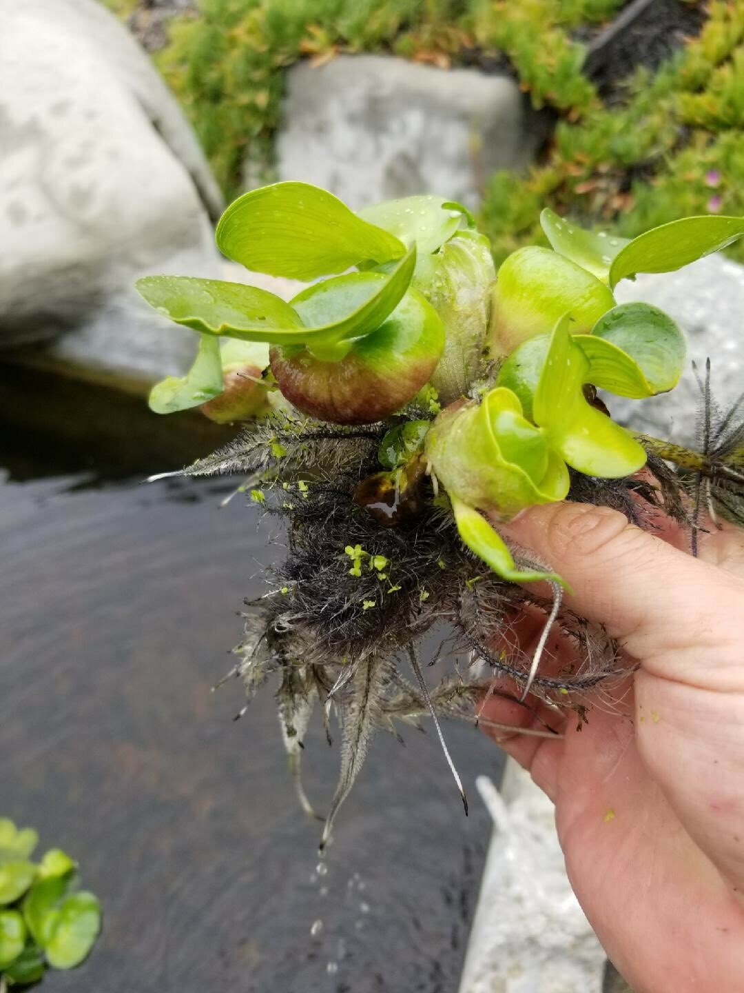 Kazen Aquatic 100% ORGANIC GROWN Water Hyacinth. (Pond plant)