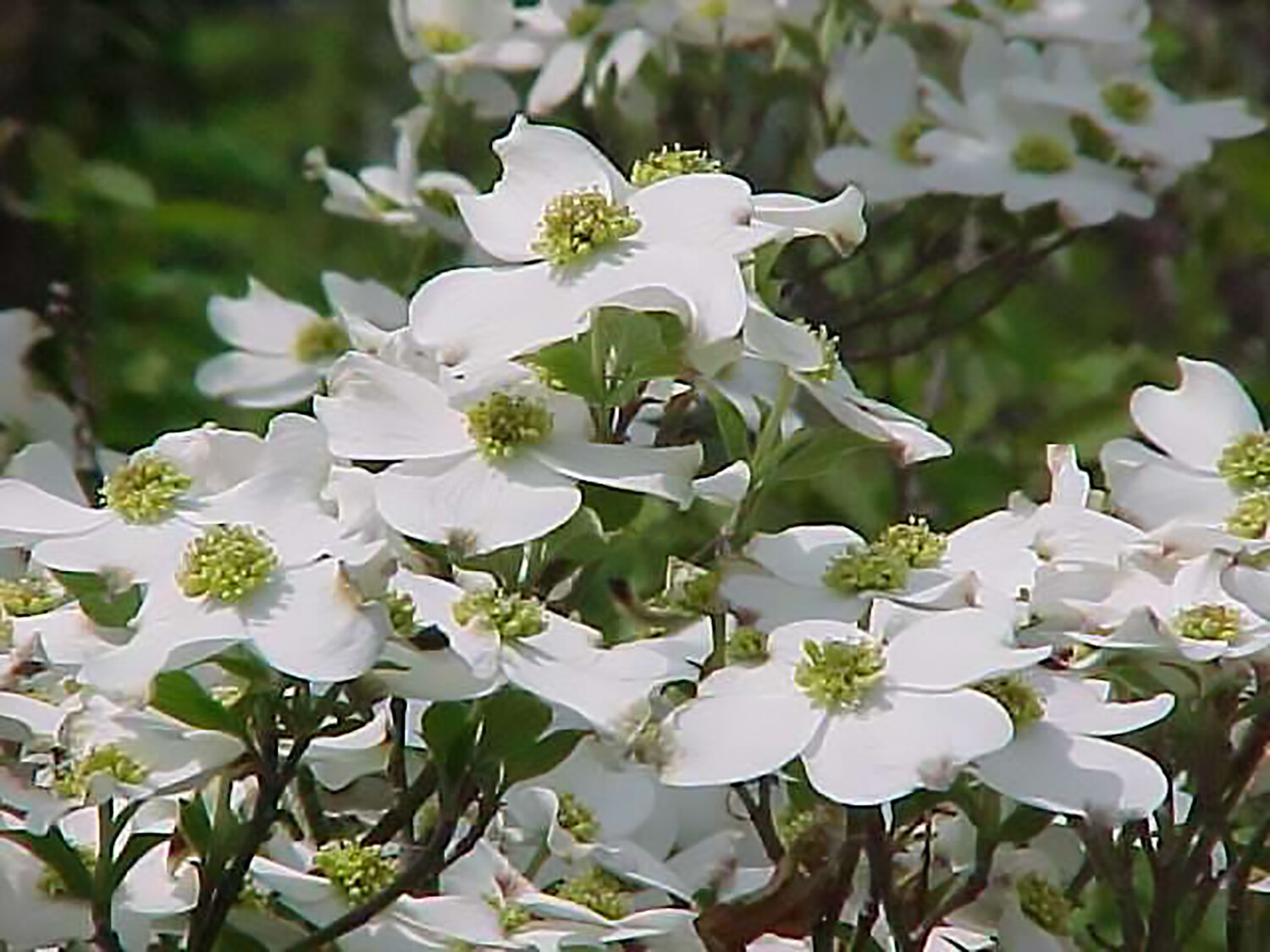 White Flowering Dogwood, Cornus florida, Tree Seeds
