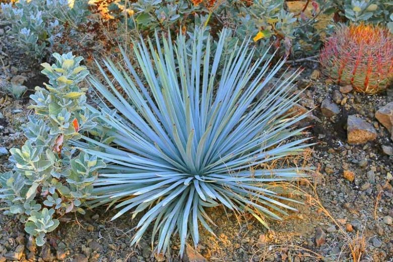 Yucca Whippiei aka Our Lords Candle 10 Seeds Free Shipping!