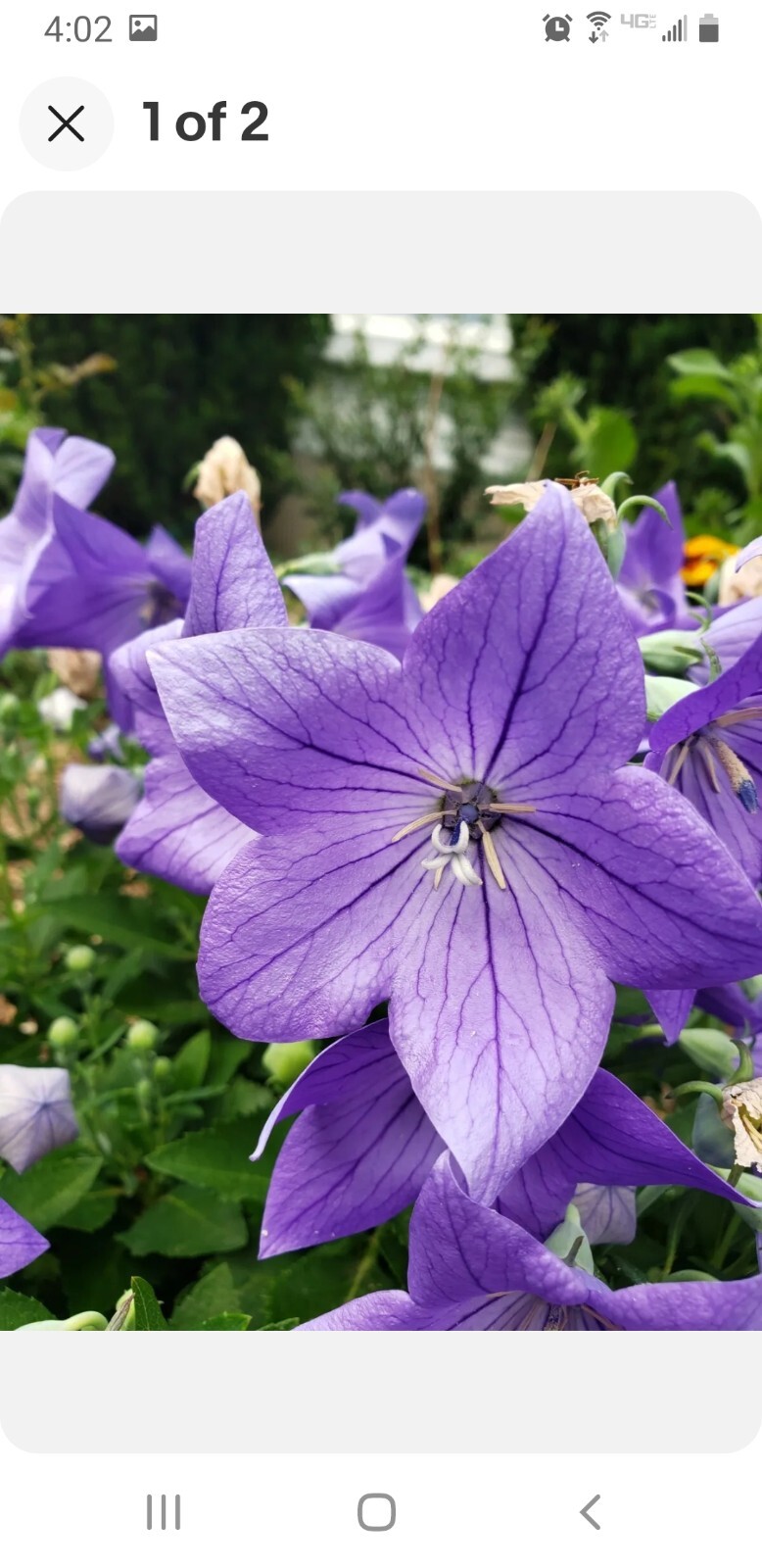 BALLOON FLOWER BLUE (Platycodon Grandiflorus) Seeds (50+ count)