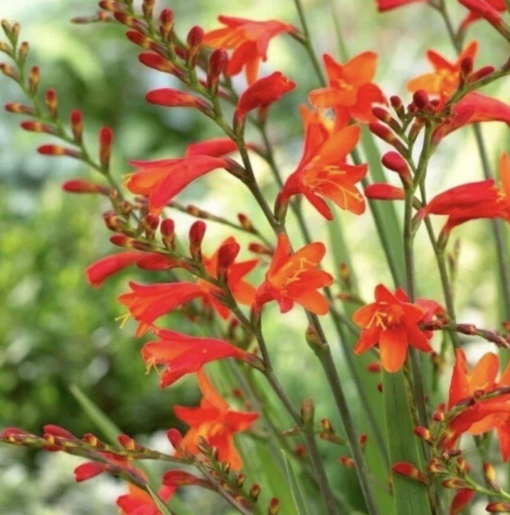 Deal! 35 Heirloom Crocosmia Bulbs Orange Montbretia Less Than 72 Cents Per Bulb