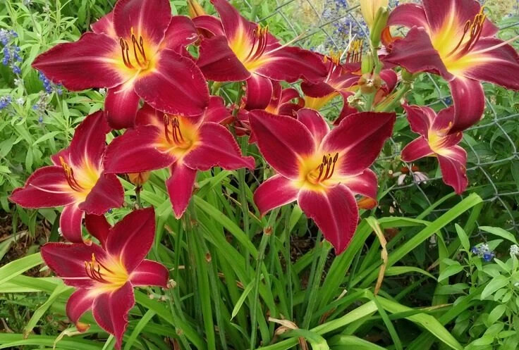 RED VOLUNTEER 3 Daylily root fans