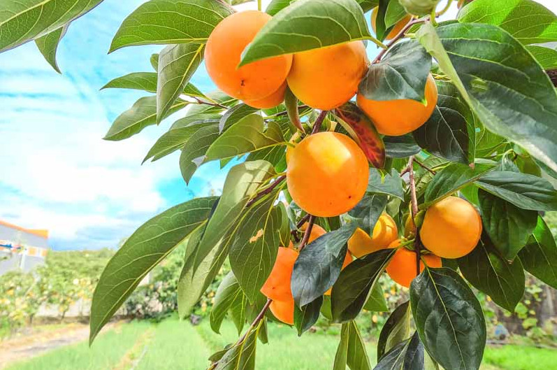 Live American Persimmon Tree – 6–12” Tall – 4” Pot – Deciduous Fruit Tree