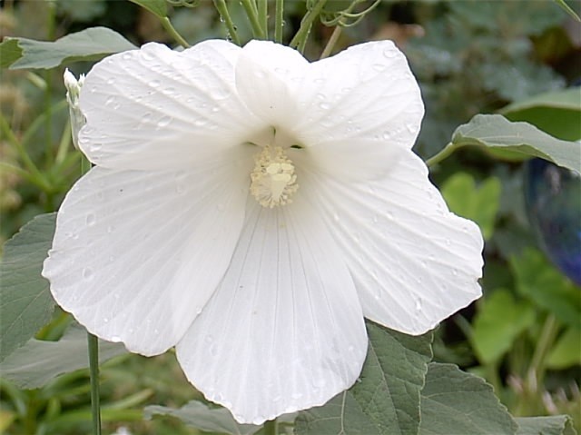 30 WHITE SWAMP ROSE MALLOW SEEDS – WILD HIBISCUS