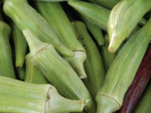 Okra CLEMSON SPINELESS 80 Heirloom Edible Tall AAS Winner USA Non-GMO 60 Seeds!