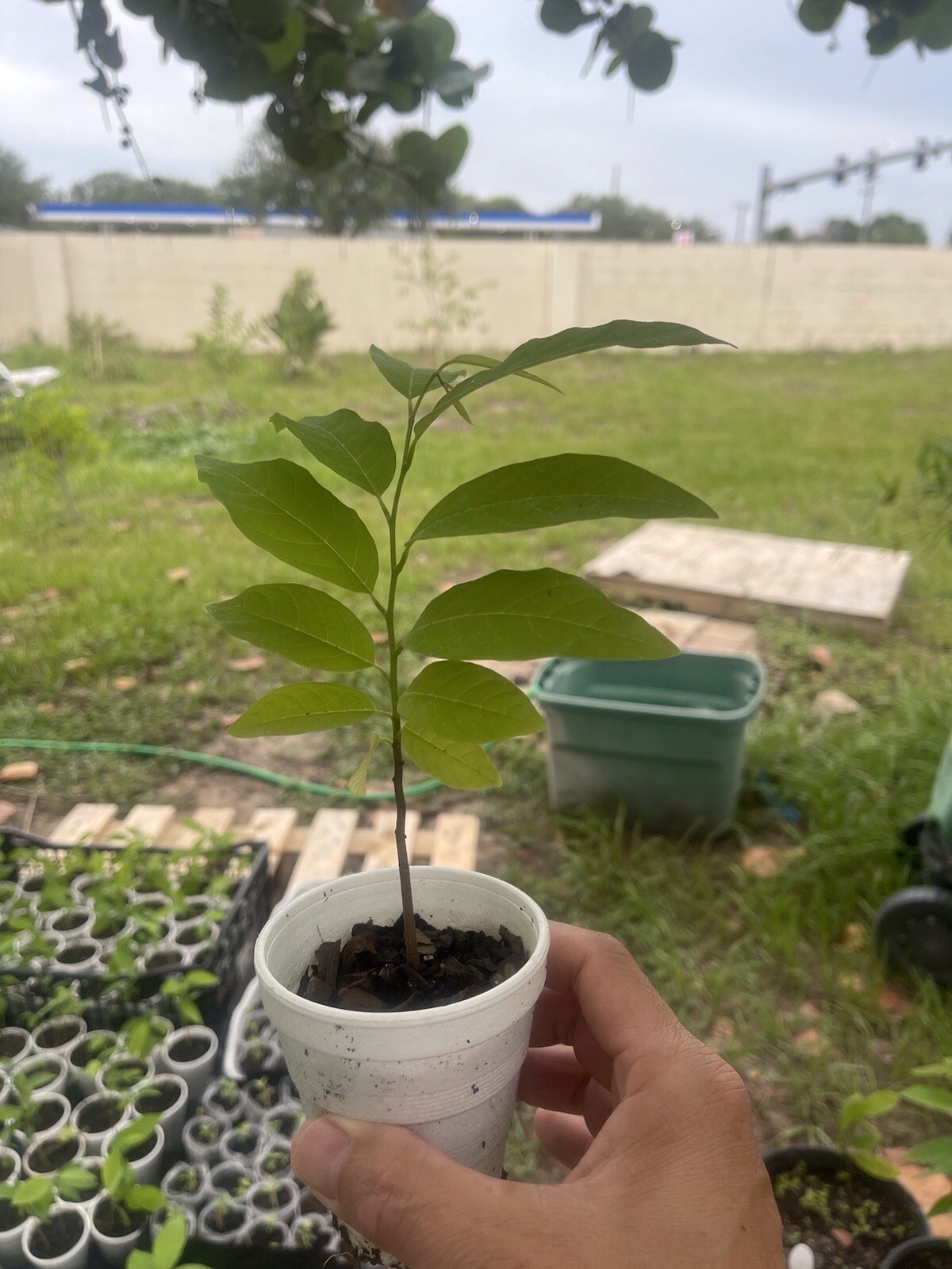 10-12” Sugar Apple Na Dai ( Mãng Cầu Dai) Live Plant Seeding