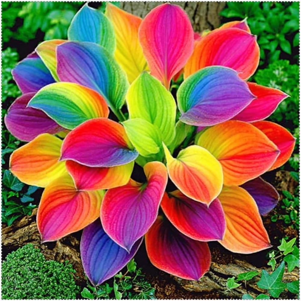 220+ Mixed Color Hosta Seeds for Planting – Hostas Seeds Rare Perennial, Flow…