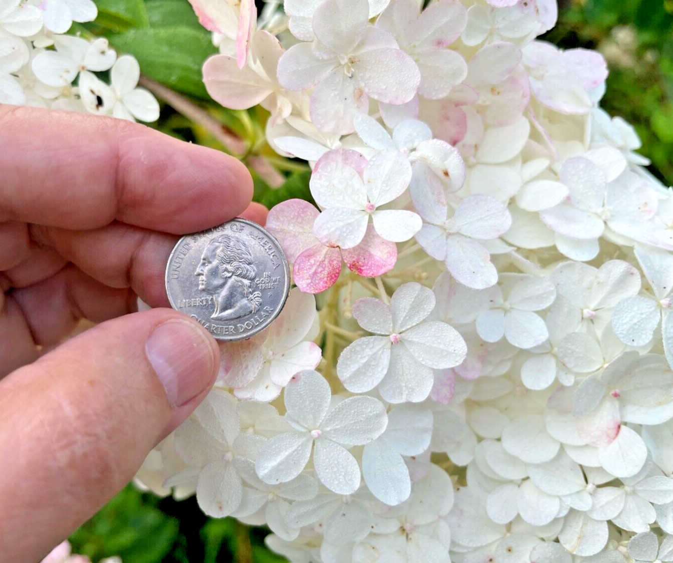 10 thin unrooted cuttings of stunning Vanilla Strawberry Hydrangea bush tree