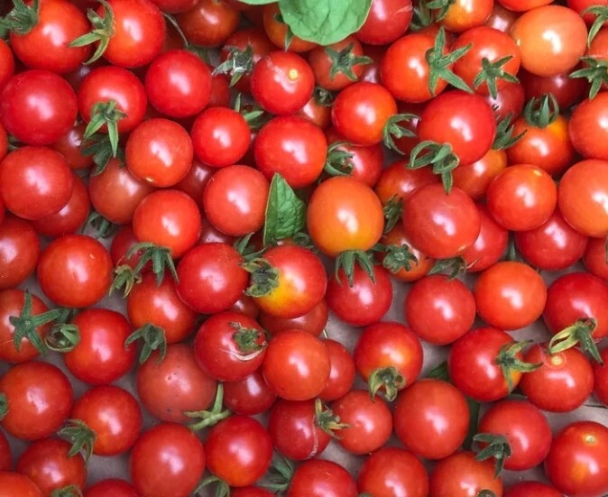Mexico Midget Dwarf Tomato Seeds 10 Organic Seeds *Free Shipping*