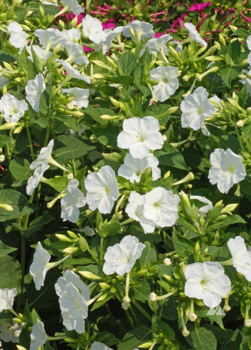 25+ WHITE FOUR O’CLOCK SEEDS FRESH FOR YOUR FLOWER GARDENS