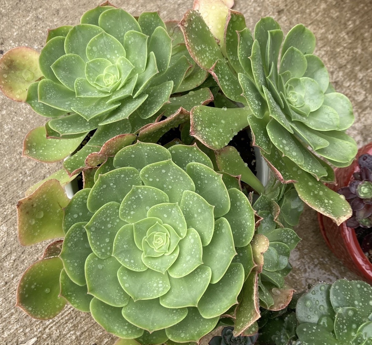 20+ Succulent Cuttings with 10 Different Varieties