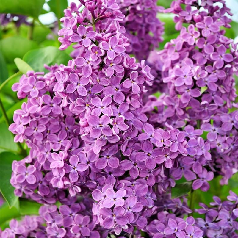 220+ Mix Lilac Flower Seeds for Planting- Fragrant Flowers Flower Perennial Bush