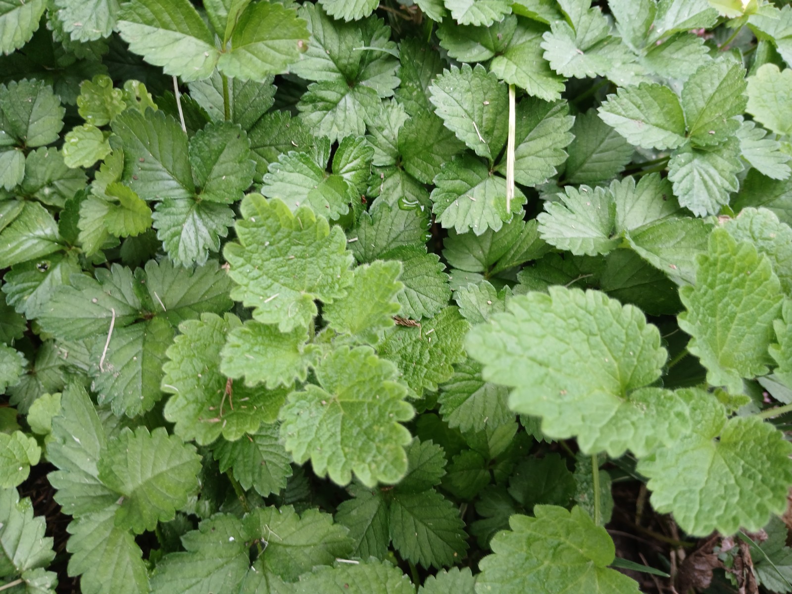10 Live Wild Strawberry Plants Fragaria Vesca Rhizomes Perennial coverground