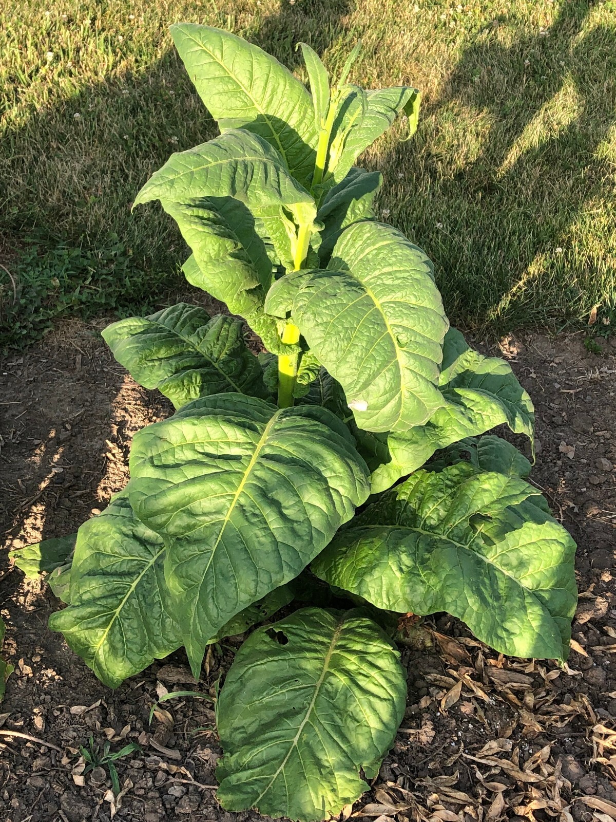 Stag Horn Tobacco Seeds ~100 Non-GMO Free Ship No Track ~2 Weeks Arrival Read