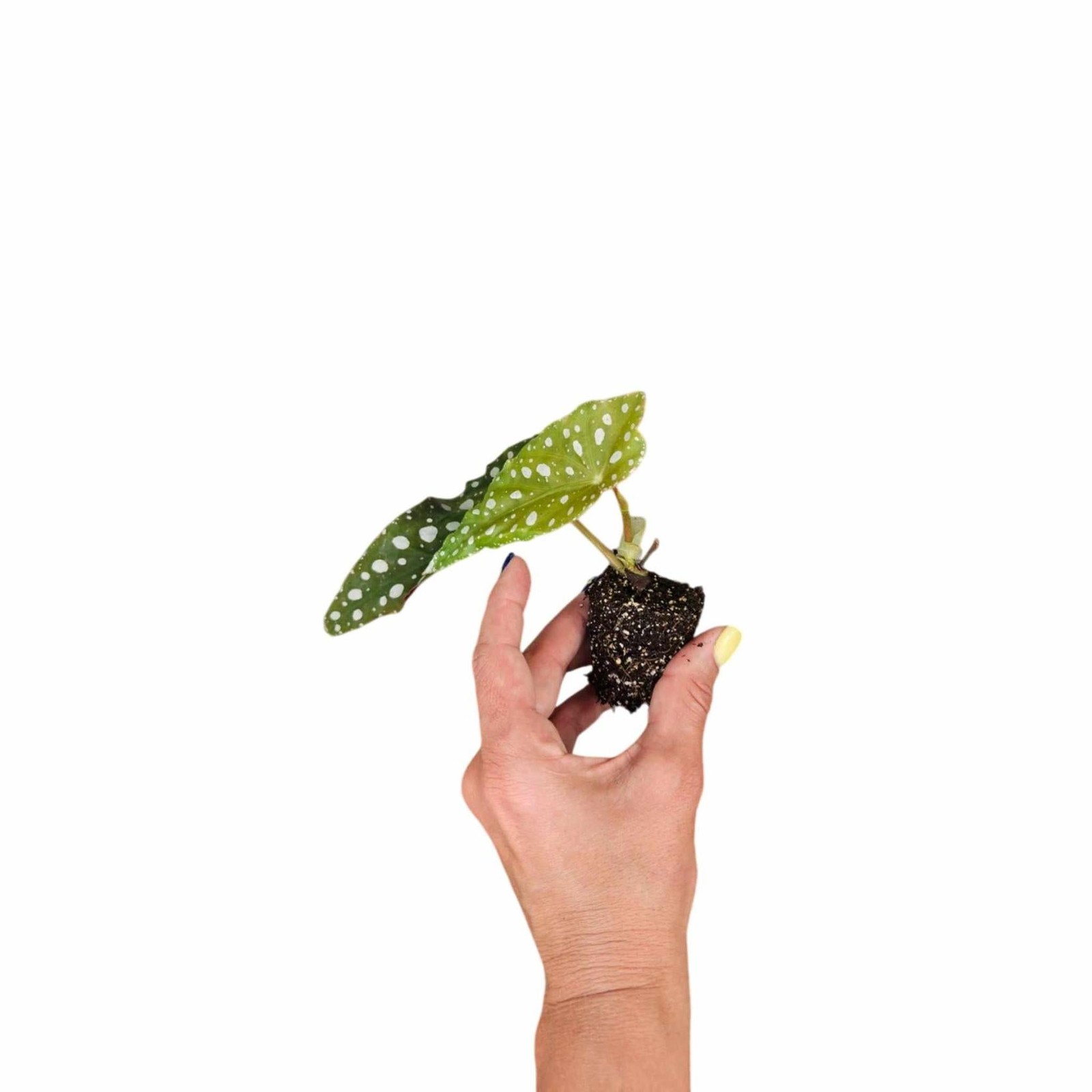 Begonia Maculata Angel Wing Rooted Starter Plant – Buy 2 Get 1 Free