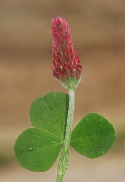 Trifolium incarnatum | Crimson Clover | Italian Clover | 100 Seeds