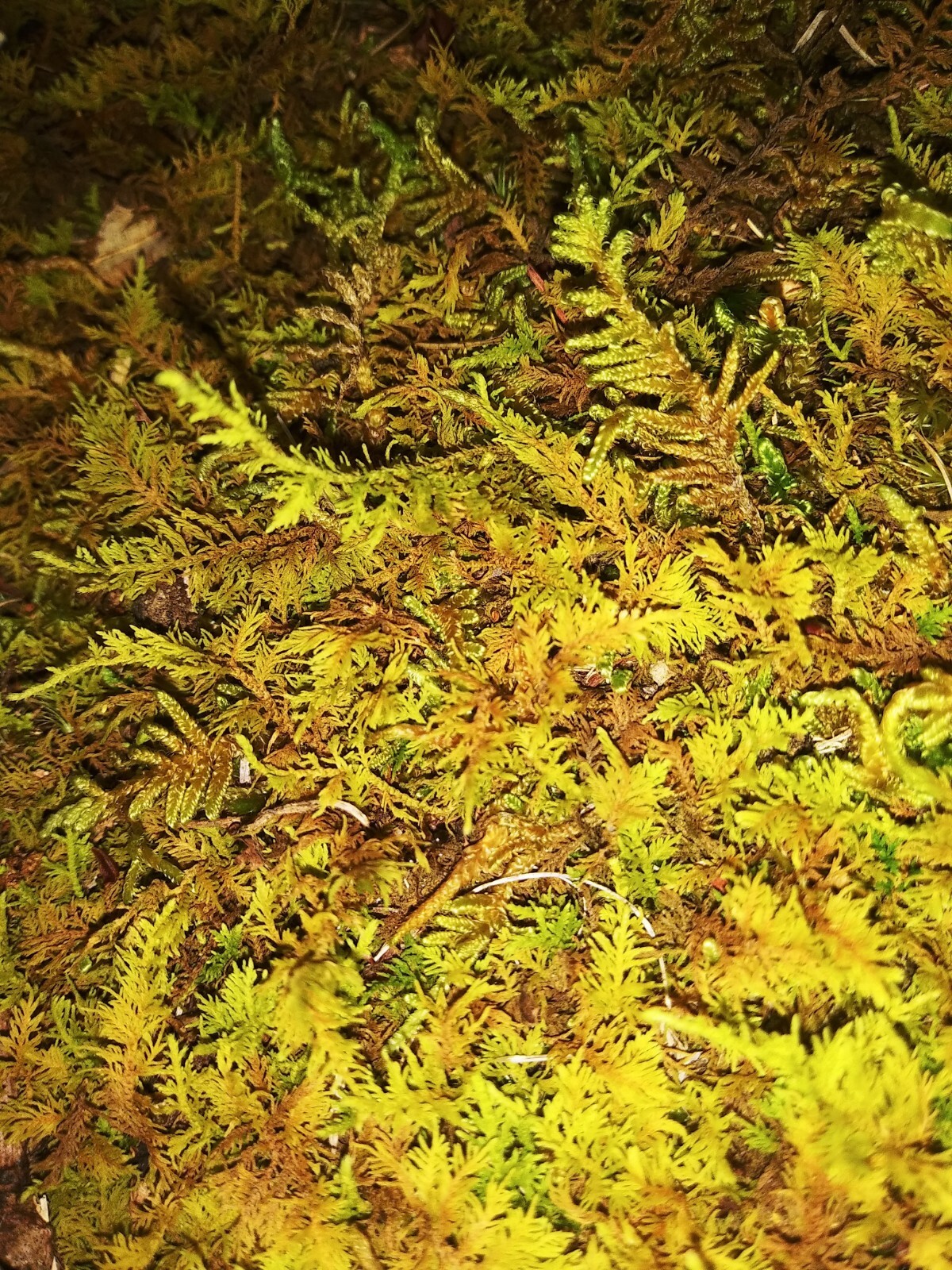 Living Moss – Fresh Sheet Moss Terrariums (THIRTY) 1 Gallon Size Bag