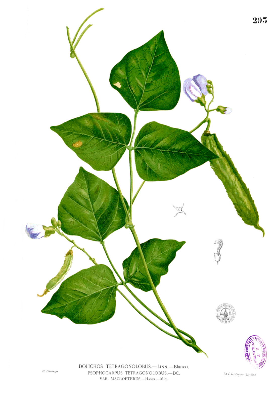 25 genuine Asian ‘Winged Bean’ seeds, Goa, Psophocarpus tetragonolobus, Legume