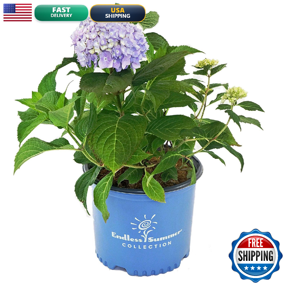 Green Promise Farms Endless Summer Collection – Hydrangea Mac. Endless Summer