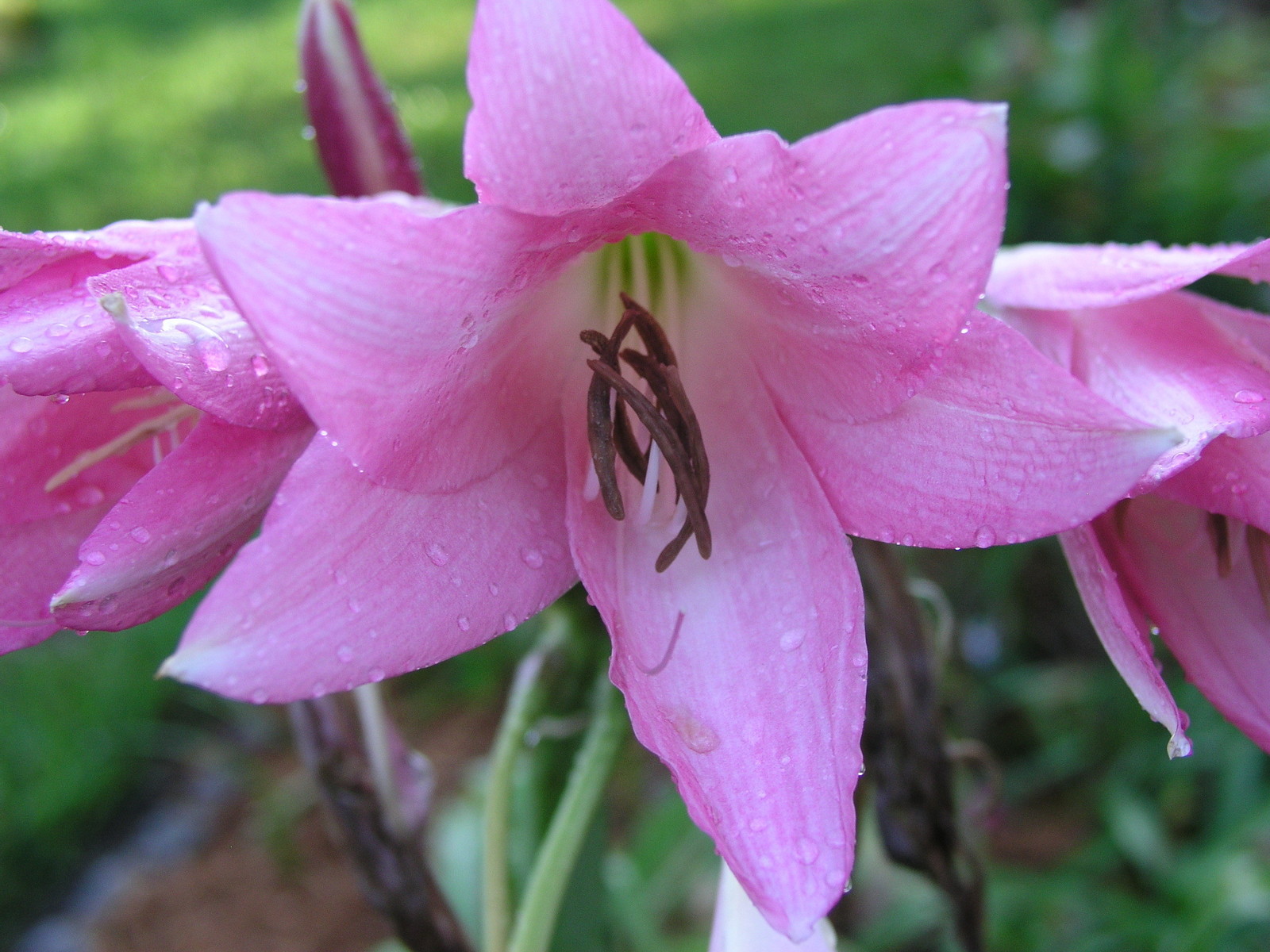 Crinum Lily, Pink Trumpet, large, blooming-size bulb, NEW