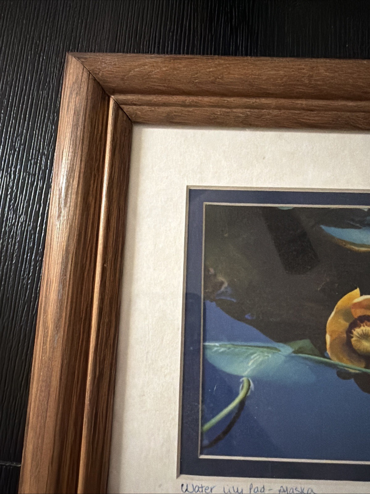 Yellow Water Lily Pad – Alaska GP 94