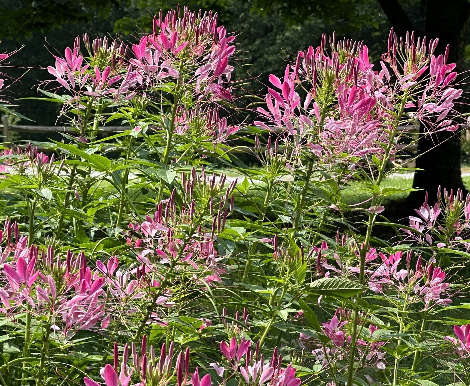 Cleome Spider Plant Flower Seeds 500 Annual PINK WHITE BLOSSOMS USA FREE S&H