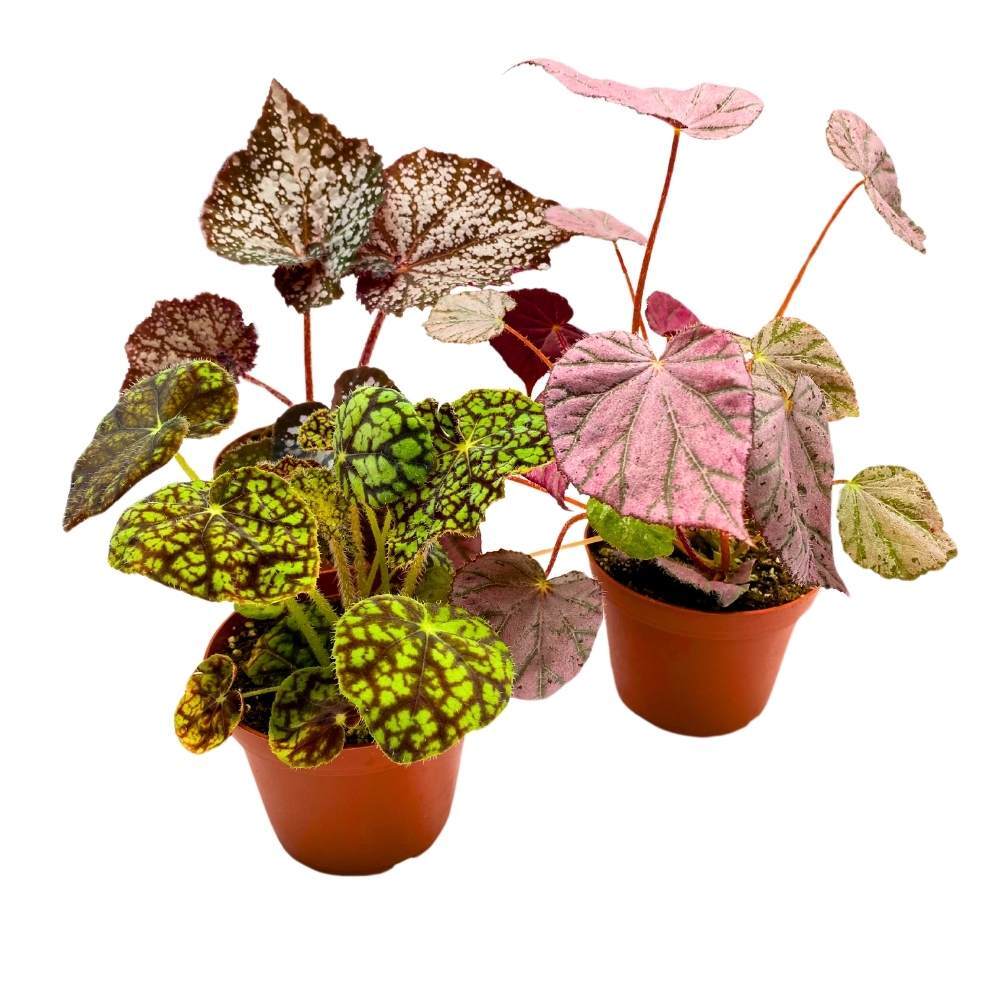Harmony’s Rhizomatous Begonia Assortment, 4 inch 3 Different Rhizo Begonias