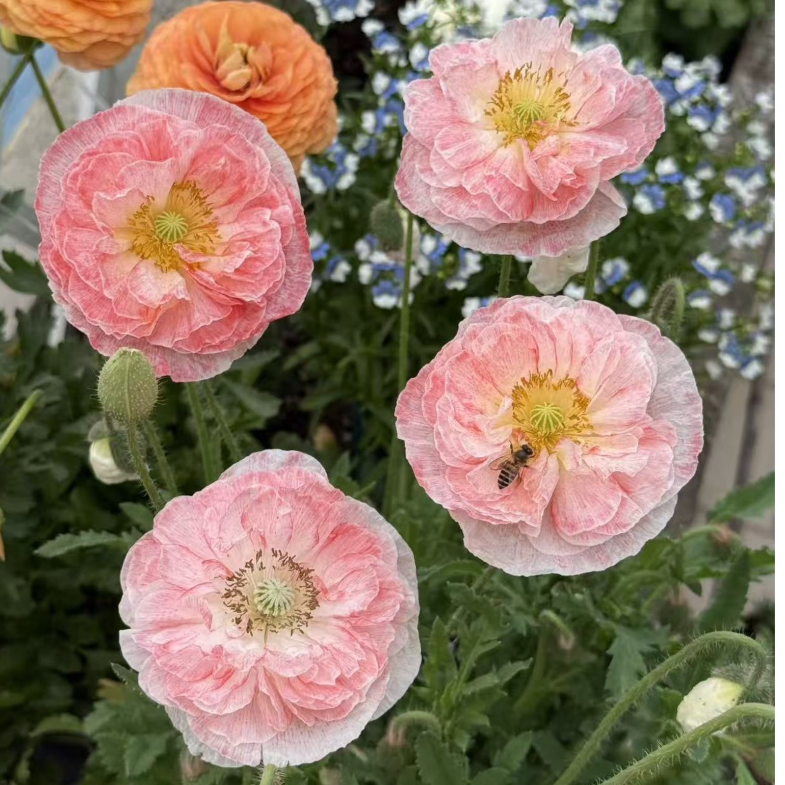 1000 Shirley Poppy Seeds – Pink & White Papaver rhoeas for Garden Zones 3–9