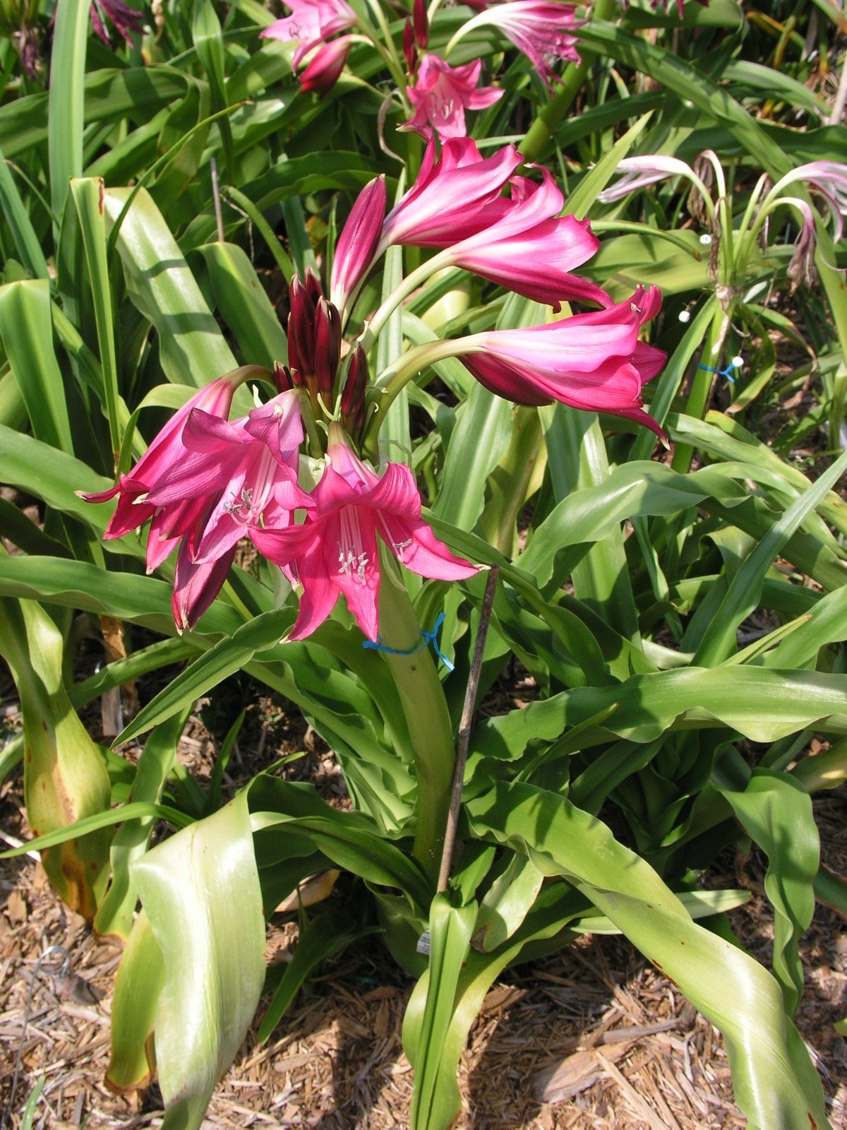 Crinum Lily, Oh, This is Outrageous, jumbo, blooming-size bulb, NEW, RARE