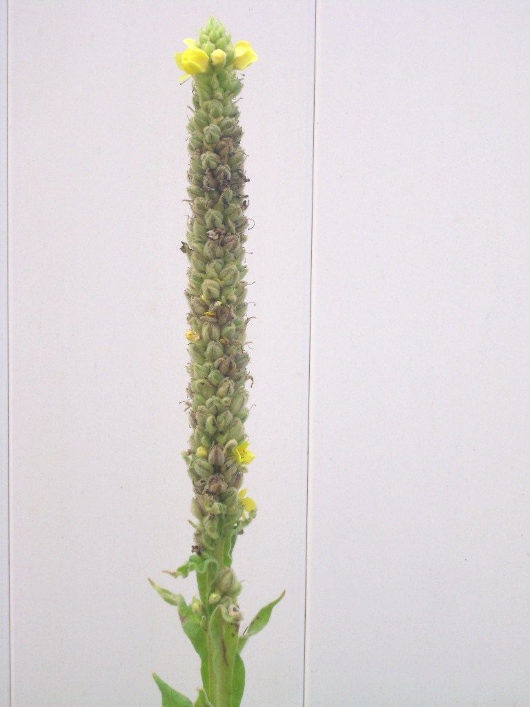 50 GREAT MULLEIN SEEEDS ( Verbascum thapsus ) – up to a 5+ foot tall flower