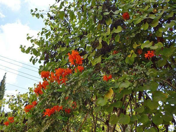 Tecoma capensis | Cape Honeysuckle | Cape Trumpet-Flower | 10 Seeds
