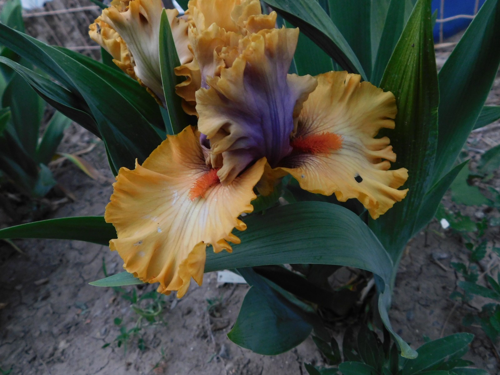 Tall Bearded Iris COLOR CAPERS