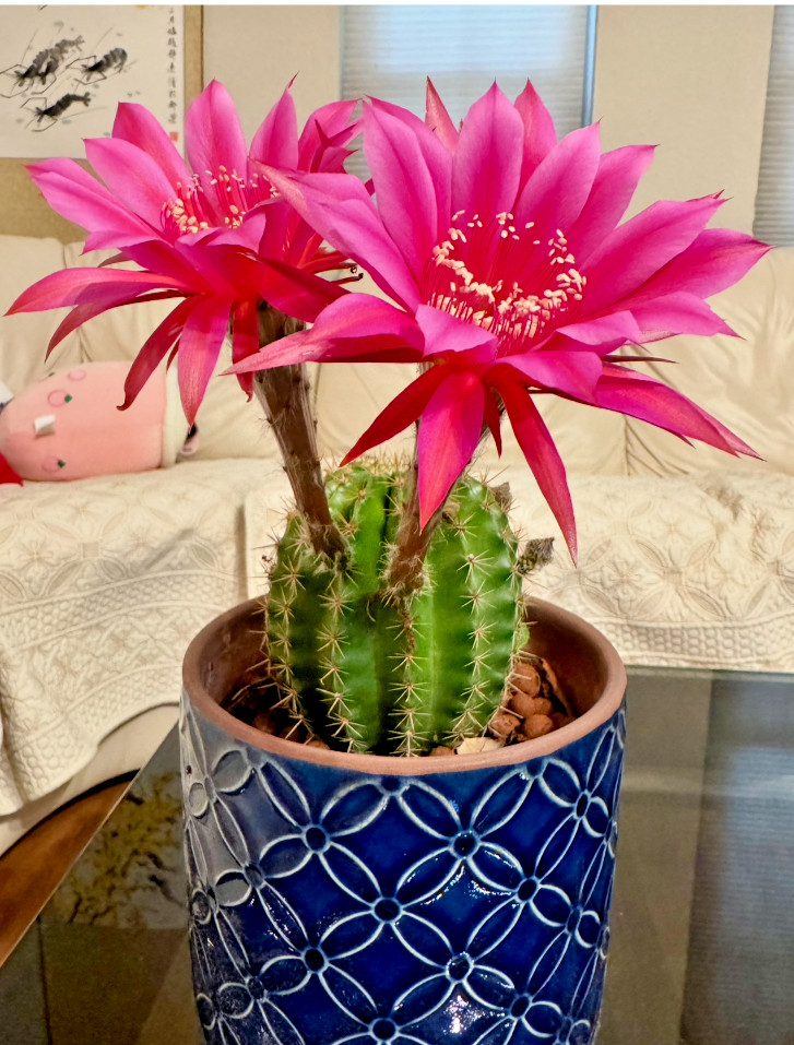 One of Special Beautiful SUCCULENT Cactus Red colour flower rooted plants