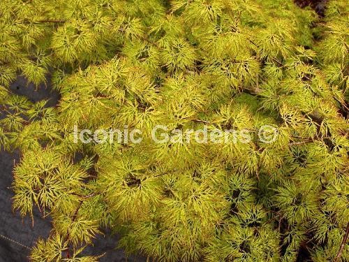 Rare Japanese maple cultivar 5yr ‘Emerald Lace’