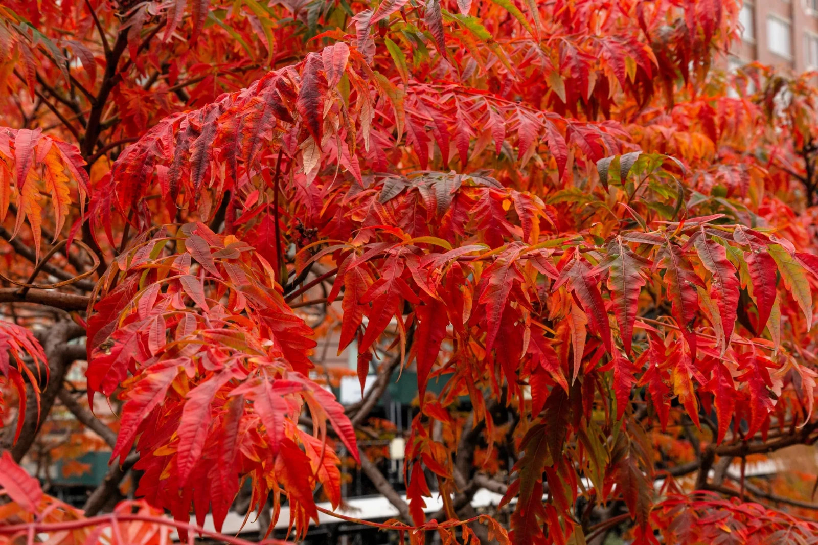 1 Flameleaf Sumac 12-24″ Tall Bare Root Rhus copallinum
