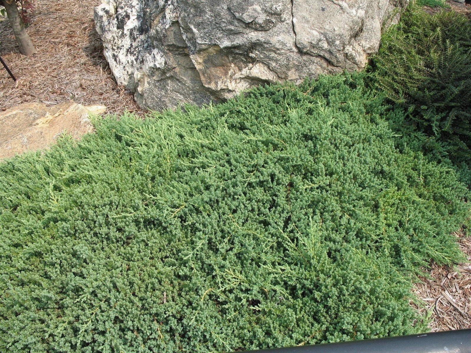 Juniper Procumbens Nana | 2 Inch | Juniperus procumbens | Groundcover Plant