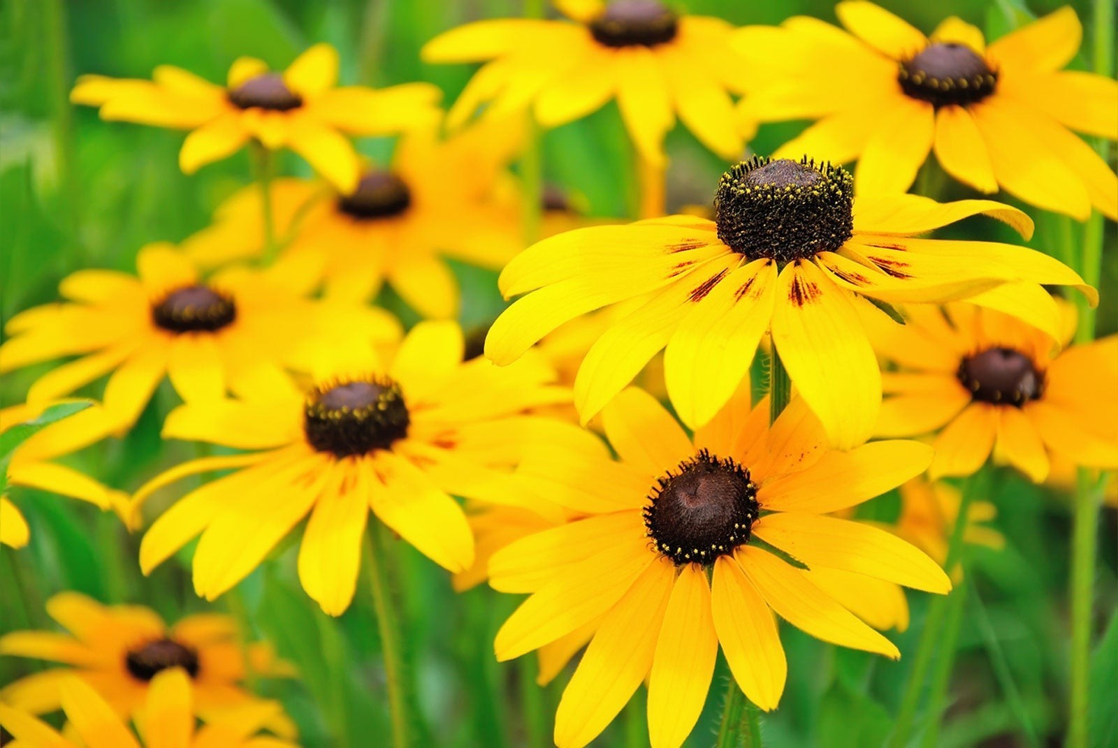 10 Black Eyed Susan Wildflower Bare Roots Rudbeckia