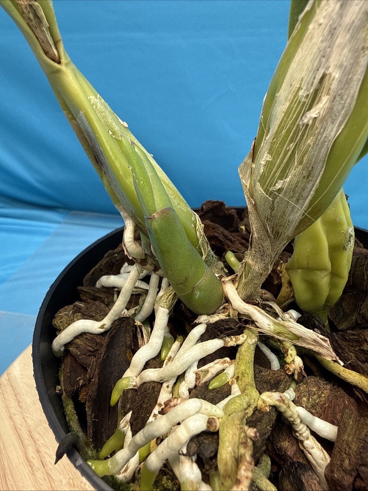 Cattleya Stephen Oliver X Lc Higher Ground Purple White Exact Orchid Eros 7” Pot