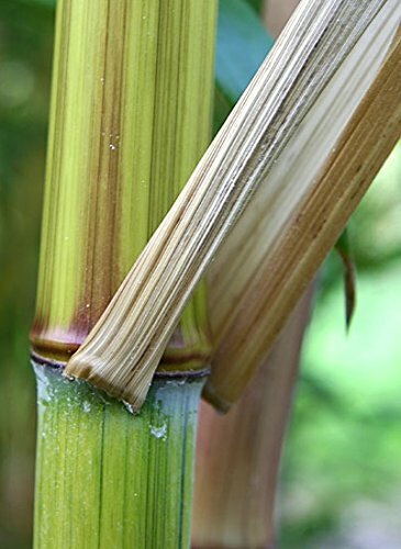 Harbin Inversa Phyllostachys Bamboo Plant – Colorful/Very Cold Hardy Down to -26
